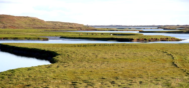 Chevaux le long d'un cours d'eau - Ouest de l'Islande Chevaux - ouest de l'Islande