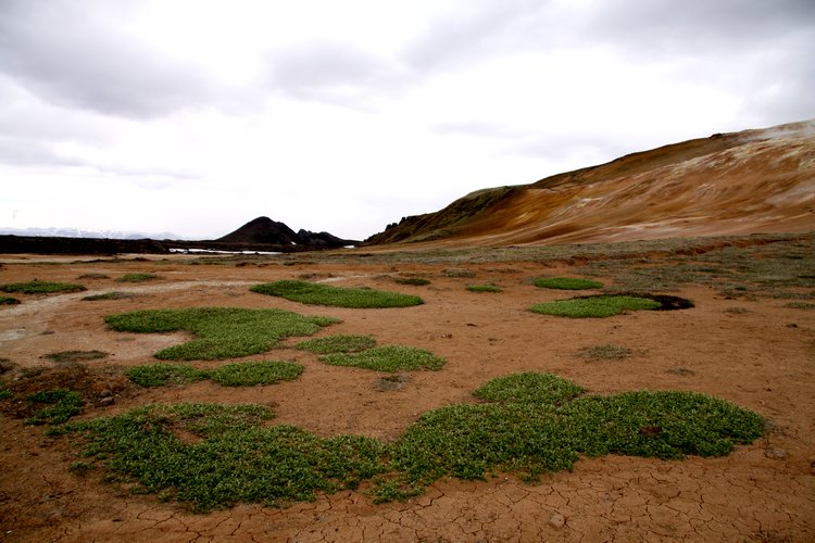 Là où le sol est moins chaud, la végétation reprend ses droits - Islande La végétation reprend ses droits - Islande