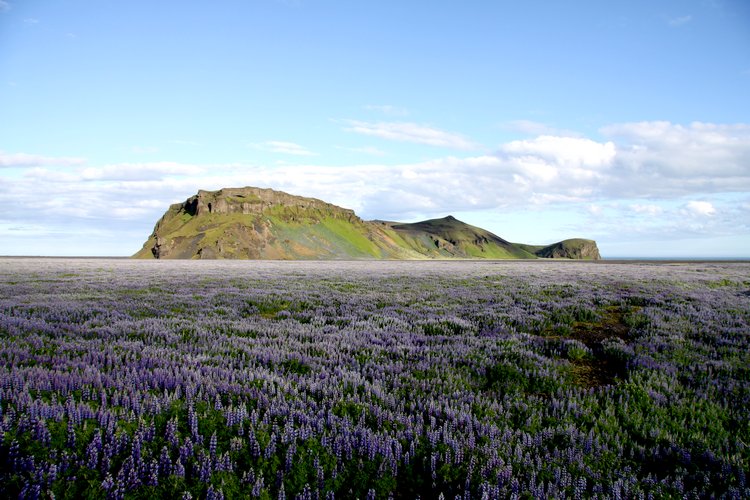 Les champs de lupins s'étendent à perte de vue - Islande Champs de lupins - Islande