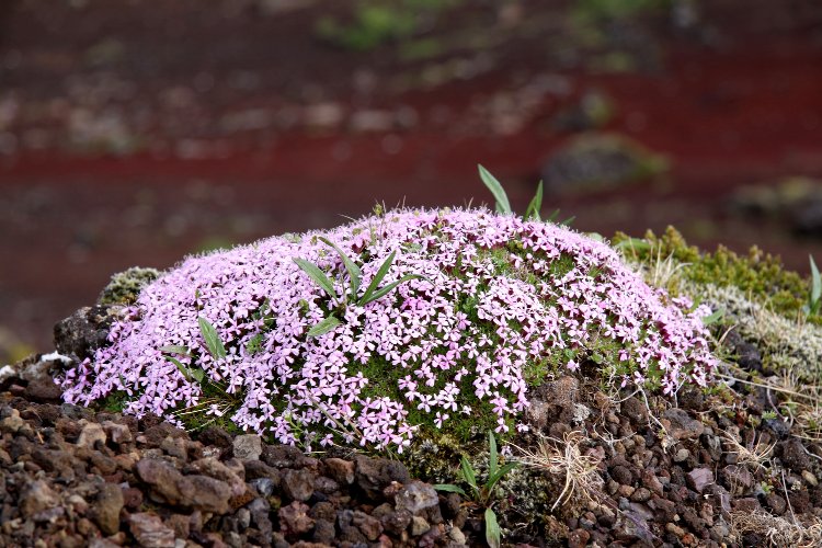 Tapis de fleurs recouvrant le sol aux abords d'un volcan - Islande Tapis de fleurs - Islande