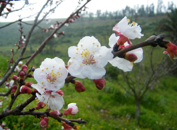 Premières fleurs d'abricotier Fleurs d'abricotier