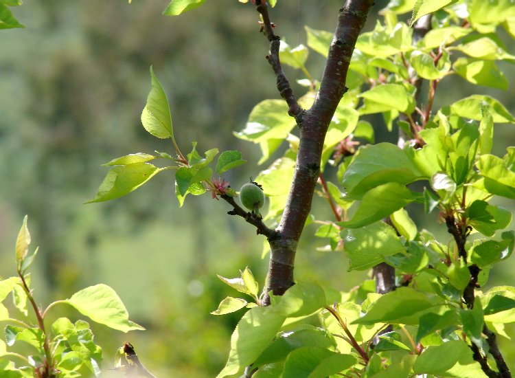 Fruits naissants de l'abricotier Fruits naissants de l'abricotier