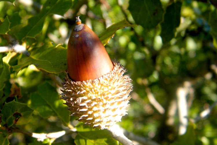 Gros plan sur le fruit du chêne kermès ou Quercus coccifera ou Al kirmiz Fruit du chêne kermès ou Quercus coccifera