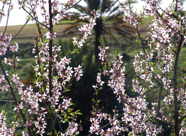 Le premier amandier dont les fleurs se sont réveillées toutes en même temps Amandier en fleurs