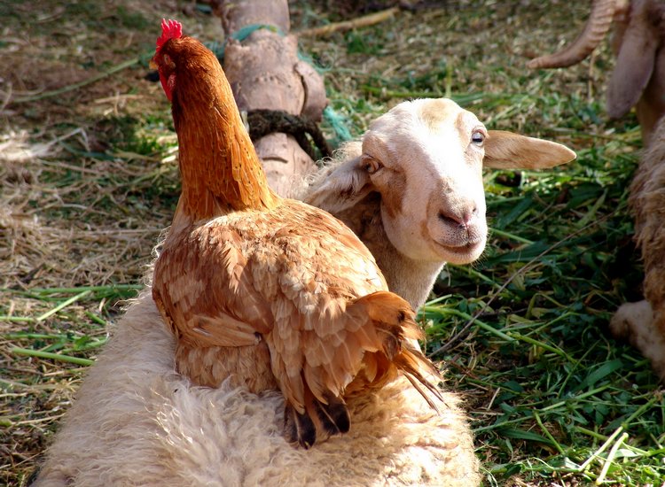 Étrange complicité mais attendrissant spectacle Étrange complicité mais attendrissant spectacle