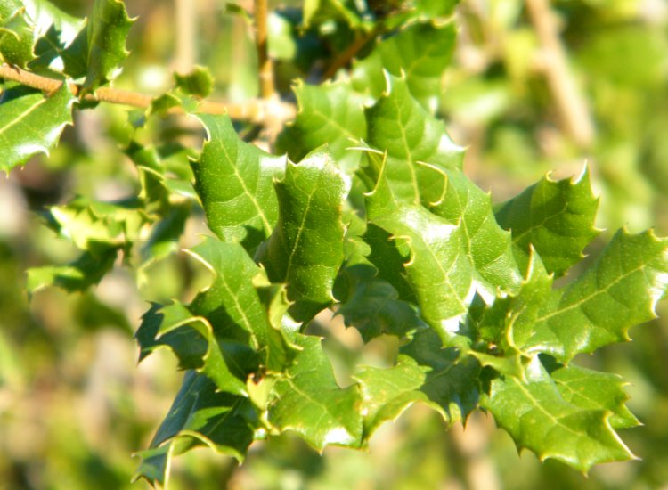 Les feuilles du chêne kermès servent justement de nourriture à l'insecte hémiptère Feuilles du chêne kermès