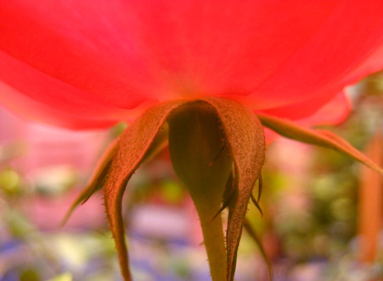 Zoom sur une fleur - Théâtre Royal de Marrakech © reiki-formation Zoom fleur Théâtre Royal Marrakech - reiki-formation