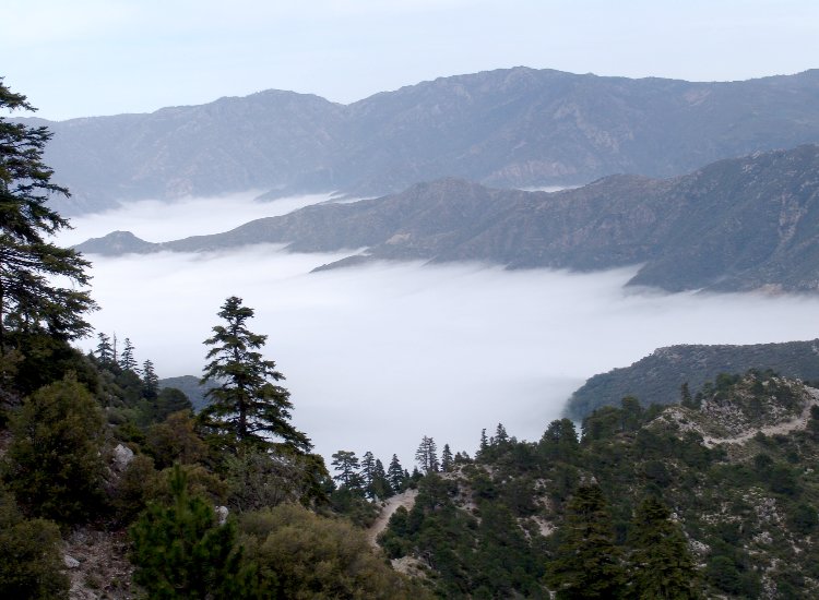Tallassemtane, montagnes du Rif centro-occidental - Sapins du Maroc Tallassemtane, montagnes du Rif centro-occidental