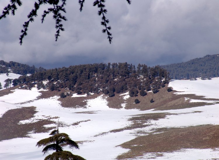 Le cèdre de l'Atlas règne en conifère dominant les écosystèmes forestiers du Moyen-Atlas Cèdres de l'Atlas