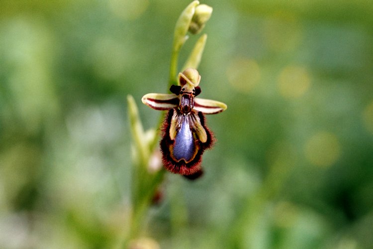 Une orchidée - Ophrys ciliata nommée aussi Ophrys speculum Orchidée - Ophrys ciliata
