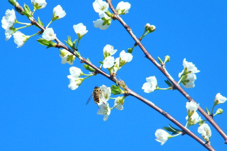 Osmie, petite abeille solitaire, poilue, qui annonce généralement la fin de l'hiver Osmie, petite abeille solitaire