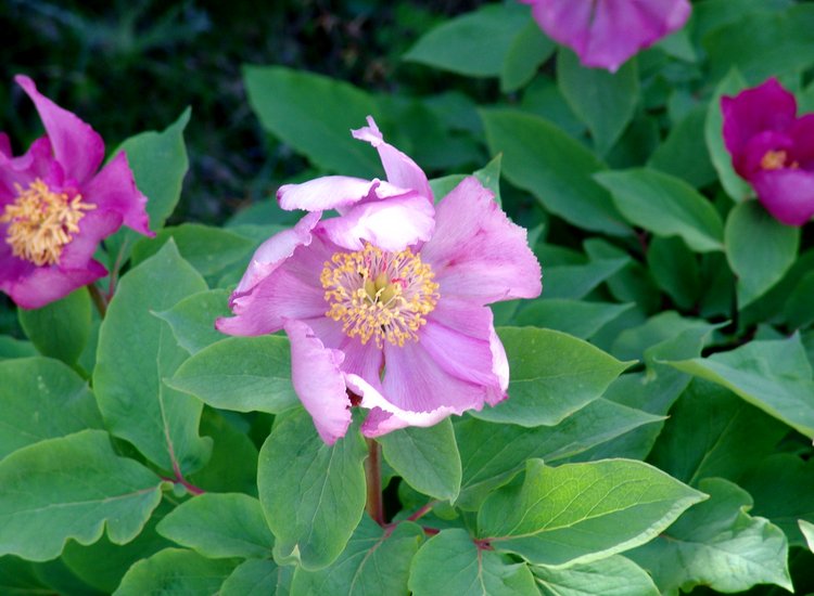 Pivoine marocaine ou Paeonia corallina ssp. coriacea var. maroccana Pivoine marocaine