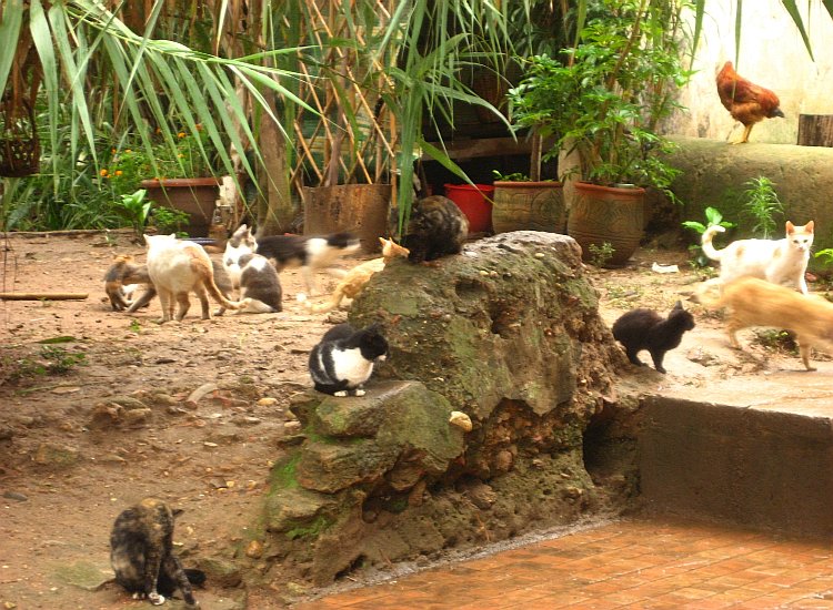 Chats et poules cohabitent au Chellah de Rabat © reiki-formation Chats et poules Chellah Rabat - reiki-formation
