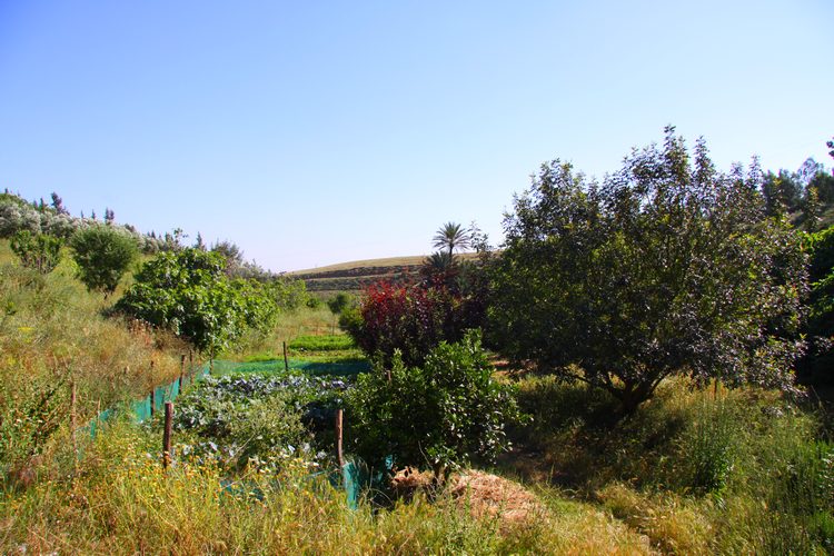 Shoul - Maroc