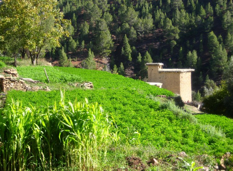 Du vert tendre et lumineux dans la région de Tamga dans le Haut-Atlas © reiki-formation Tamga Haut-Atlas - reiki-formation