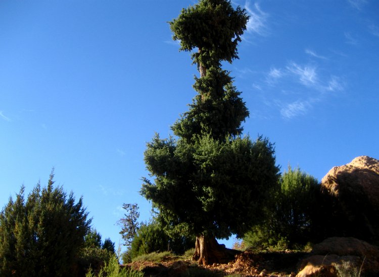 Région de Tamga, Maroc © reiki-formation Végétation Tamga Maroc 1 - reiki-formation