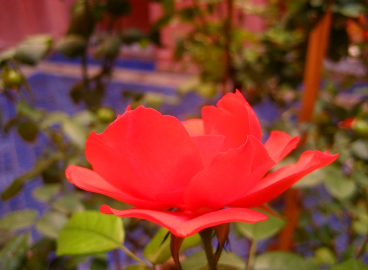 Gros plan sur une fleur - Théâtre Royal de Marrakech © reiki-formation Fleur Théâtre Royal Marrakech - reiki-formation