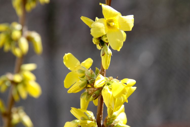 Forsythias en fleurs - reiki-formation