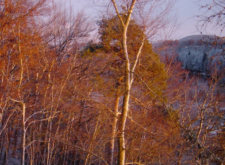 Reiki - Vue depuis lieu de stage Fribourg - Situation hivernale direction Marly Reiki-Fribourg - Forêt à l'est en hiver