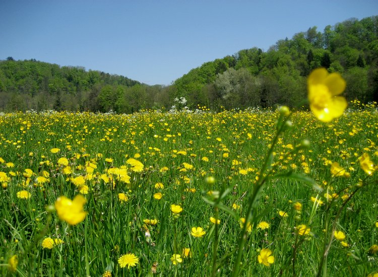 Les prés fleuris proches de la Sarine au bas du quartier de Planafaye - mai 2008 Reiki - Prés fleuris aux abords de la Sarine