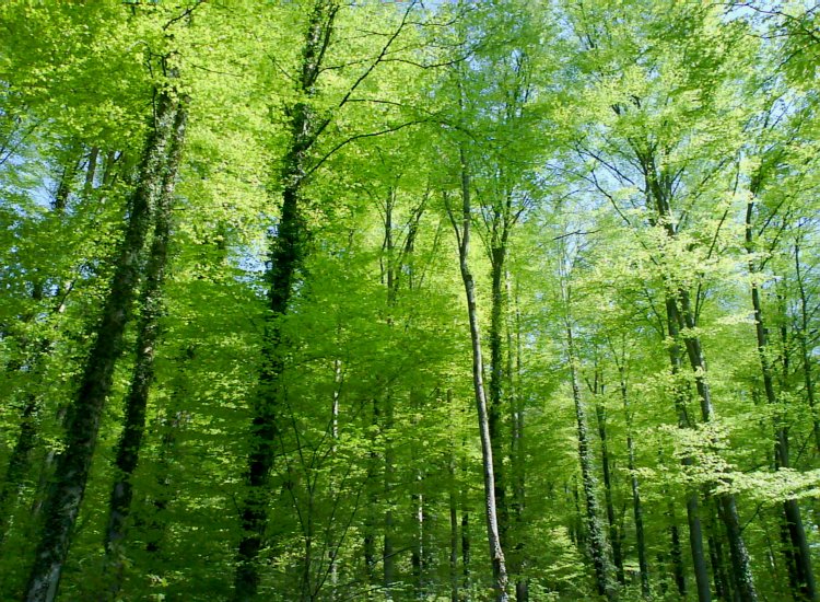 Reiki - Les arbres aux couleurs verdoyantes du printemps