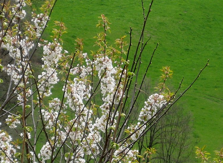 Reiki - Cerisier sauvage en fleurs au printemps sur fond de pâturage aux abords de la Sarine Reiki-Fribourg - Cerisier sauvage en fleurs au printemps