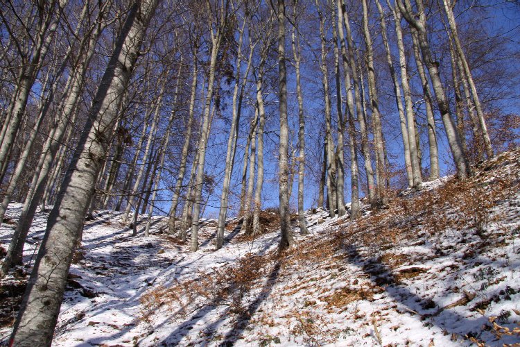 Les arbres dévoilent leur nudité hivernale © reiki-formation Arbres dénudés de leurs feuilles - reiki-formation