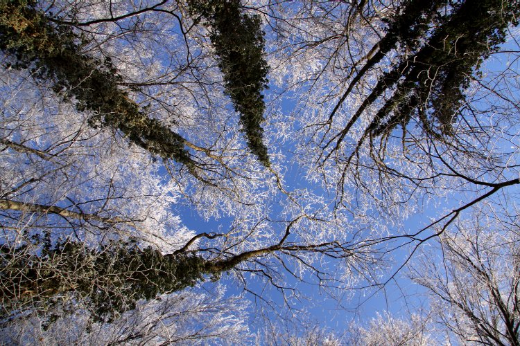 Le givre habille les arbres d'un manteau blanc © reiki-formation Arbres givré sous le ciel bleu - reiki-formation