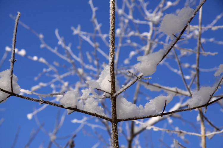 La végétation se pare d'une infinité de minuscules cristaux de glace qui scintillent au soleil Branches givrées - reiki-formation