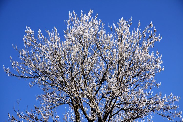 Un arbre givré s'élève vers le bleu immaculé du ciel Arbre givré sous le ciel bleu - reiki-formation