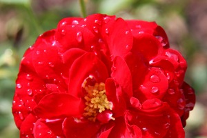 Le temps d'une rose