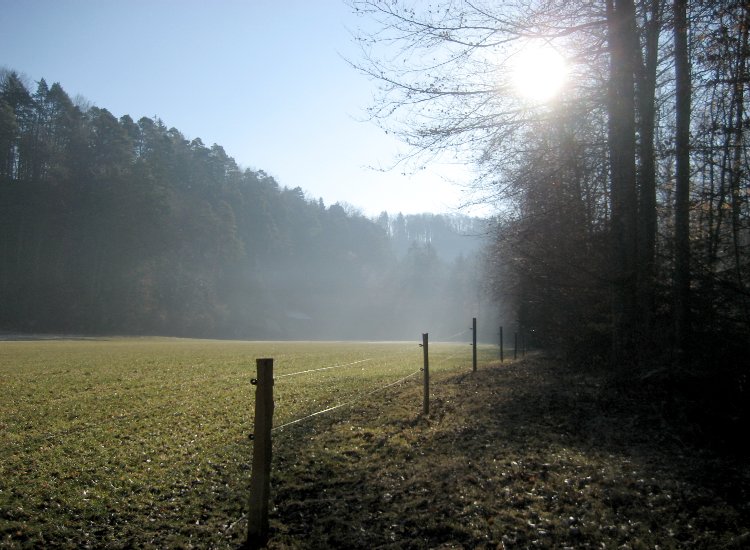 Les abords d'un pré encore recouvert d'une légère brume hivernale Reiki - Brume hivernale à Hauterive au bord de la Sarine