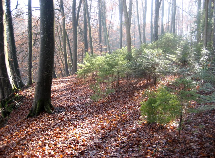 La forêt surplombant les rives du lac de Pérolles Reiki - Forêt au bord du lac de Pérolles