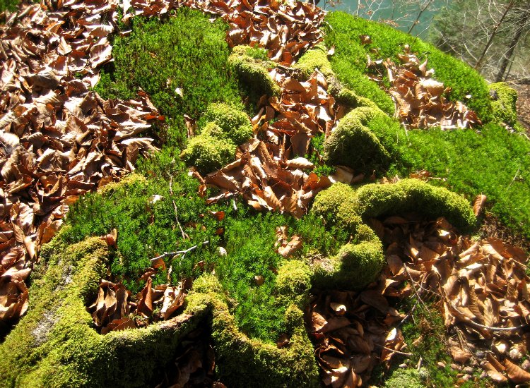 Mousse et végétation recouvrant les restes d'un tronc d'arbre Reiki - Mousse et végétation au bord du lac de Pérolles