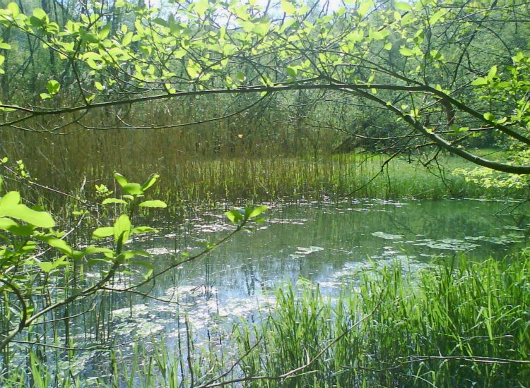 Le vert printanier illumine ce marécage proche du pont de Pérolles Reiki - Le vert printanier illumine ce marécage proche du pont de Pérolles