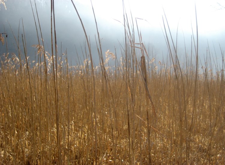 Le lac de Pérolles parsemé de bandes de terre recouvertes de roseaux Reiki - Le lac de Pérolles parsemé de roseaux