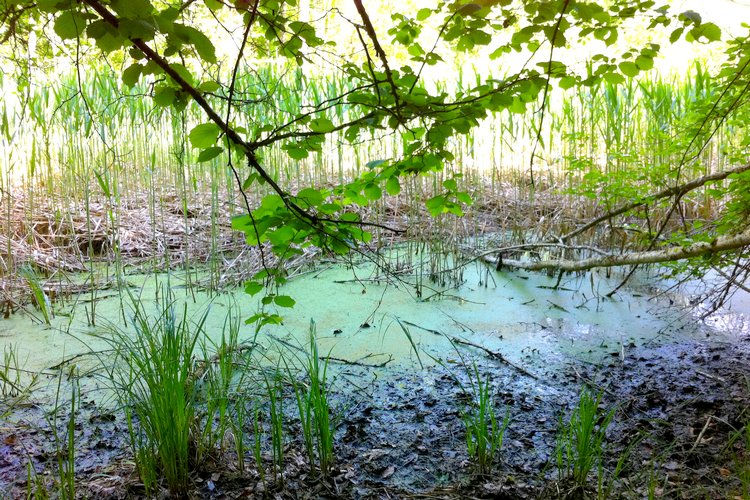 Un étang un peu asséché par la rareté des précipitations depuis le début de l'année Reiki - Etang un peu asséché