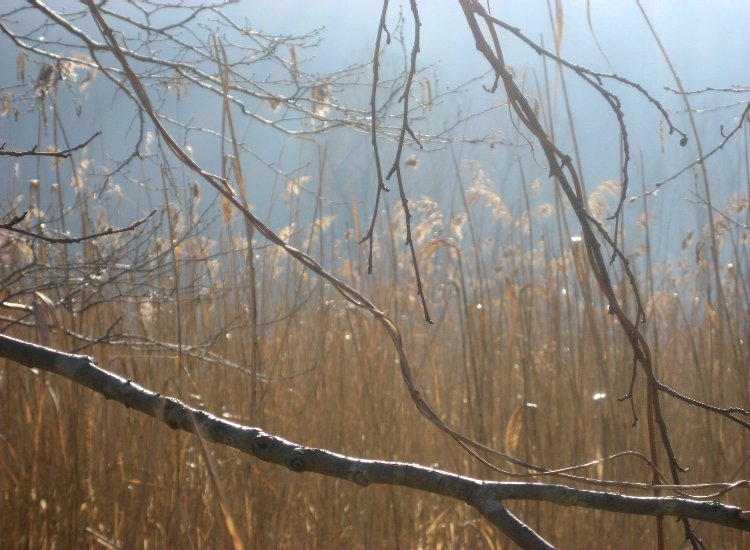 Le roseau qui abonde sur de grandes étendues abrite une faune riche et variée Reiki - Étendue des roseaux sur le lac de Pérolles