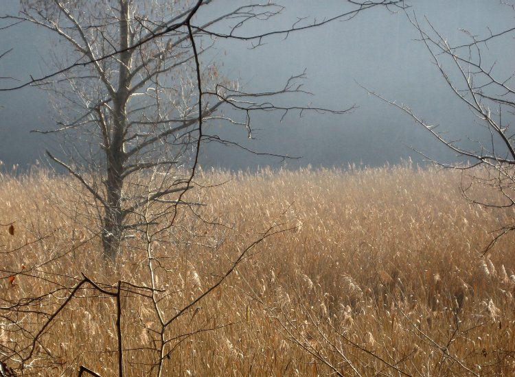 Un champ doré de roseaux d'étend à perte de vue Reiki - Roselière aux abords du lac de Pérolles