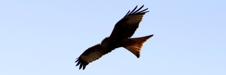 Le milan royal est devenu sédentaire © reiki-formation Milan royal survolant la Sarine - reiki-formation