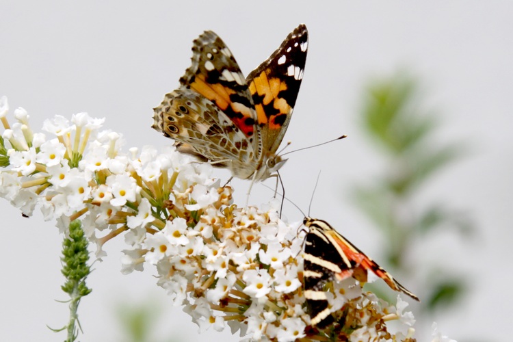Les papillons butinent les fleurs du buddleia © reiki-formation Papillons - buddleia (arbre aux papillons) - reiki-formation