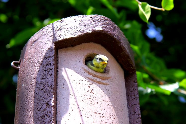 Une des petites mésanges bleues pointe sa tête hors du nichoir © reiki-formation Petite mésange bleue - reiki-formation